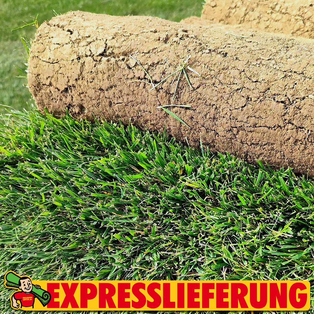 Rollrasen trockener Standort